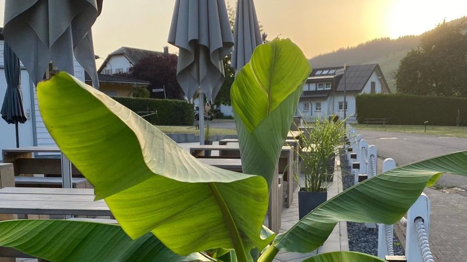 Abendsonne hinter den Weinbergen, Bananenstaude im Vordergrund